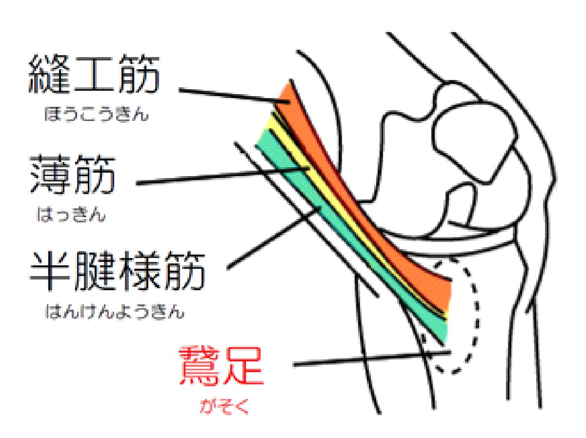 鵞足炎のイメージ